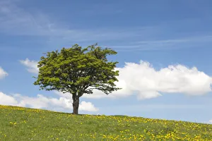 Images Dated 25th May 2013: Single hawthorn (Crataegus monogyna) tree on hillside, Deep Dale, Derbyshire, England