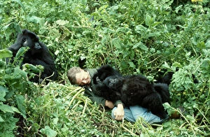 Presenter Collection: Sir David Attenborough with mountain gorillas on location for BBC series Life on Earth, Rwanda