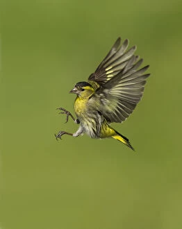 Images Dated 25th May 2013: Siskin (Carduelis spinus) male in flight preparing to land, Scotland, UK, May