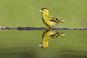 Images Dated 31st May 2010: Siskin (Carduelis spinus) male at garden pool, Scotland, UK, May