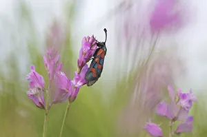 Six-spot burnet moth (Zygaena filipendulae) on flower, San Marino, May 2009 Six-spot burnet moth (Zygaena filipendulae) on flower, San Marino, May 2009