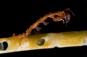 Skeleton shrimp (Caprellidea sp) on a hydroid, Saltstraumen, Bod, Norway, October 2008 Skeleton shrimp (Caprellidea sp) on a hydroid, Saltstraumen, Bod, Norway, October 2008