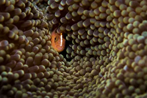 Skunk anemonefish (Amphiprion akallopisos) hiding in a large Carpet anemone (Stichodactyla sp) Skunk anemonefish (Amphiprion akallopisos) hiding in a large Carpet anemone (Stichodactyla sp)