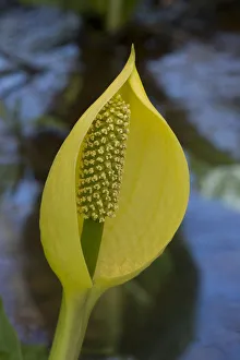 Skunk cabbage (Lysichiton americanus) in visible light. In cultivation, Surrey, England Skunk cabbage (Lysichiton americanus) in visible light. In cultivation, Surrey, England