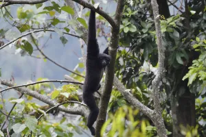 Skywalker gibbon monkey (Hoolock tianxing) hanging from tree, Tongbiguan Nature Reserve Skywalker gibbon monkey (Hoolock tianxing) hanging from tree, Tongbiguan Nature Reserve