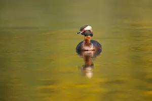 Slavonian grebe (Podiceps auritus) adult on breeding loch, Inverness-shire, Scotland Slavonian grebe (Podiceps auritus) adult on breeding loch, Inverness-shire, Scotland