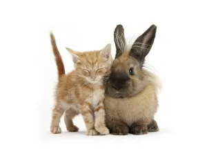 Images Dated 4th October 2012: Sleepy ginger kitten and lionhead cross rabbit