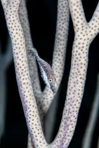 Slender filefish (Monacanthus tuckeri) hiding in the branches of a porous sea rod Slender filefish (Monacanthus tuckeri) hiding in the branches of a porous sea rod