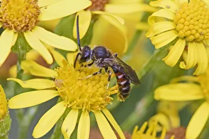 Slender mining / Common furrow bee (Lasioglossum calceatum) feeding on ragwort Brockley Slender mining / Common furrow bee (Lasioglossum calceatum) feeding on ragwort Brockley