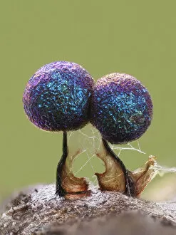 Iridescence Collection: Slime mould (Lamproderma scintillans) super close up of 1mm tall sporangia