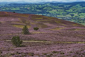 Slopes of Moel Famau mountain showing patches cut for Heather (Calluna vulgaris Slopes of Moel Famau mountain showing patches cut for Heather (Calluna vulgaris