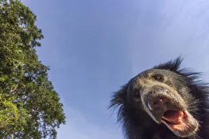 Sloth bear (Melursus ursinus) low angle portrait, Daroiji Bear Sanctuary, Karnataka, India Sloth bear (Melursus ursinus) low angle portrait, Daroiji Bear Sanctuary, Karnataka, India