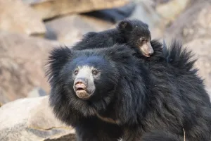 Sloth bear (Melursus ursinus) mother with cub on her back, Daroiji Bear Sanctuary Sloth bear (Melursus ursinus) mother with cub on her back, Daroiji Bear Sanctuary