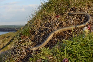 Related Images Collection: Slow worm (Anguis fragilis) on coastal clifftop grassland. Cornwall, England, UK. May