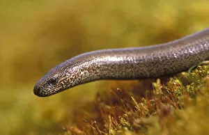 Related Images Collection: Slow Worm {Anguis fragilis} female Cairngorms, Scotland, UK