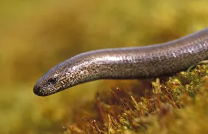 Slow Worm {Anguis fragilis} female Cairngorms, Scotland, UK Slow Worm {Anguis fragilis} female Cairngorms, Scotland, UK
