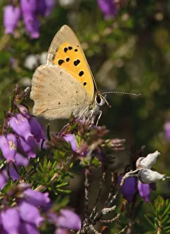 Small copper butterfly (Lycaena phlaeas) on Bell heather (Erica cinerea) Small copper butterfly (Lycaena phlaeas) on Bell heather (Erica cinerea)