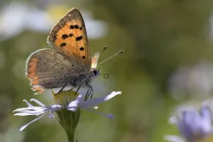 Small copper butterfly (Lycaena phlaeas) standing on an Aster flower in a meadow, Bath Small copper butterfly (Lycaena phlaeas) standing on an Aster flower in a meadow, Bath