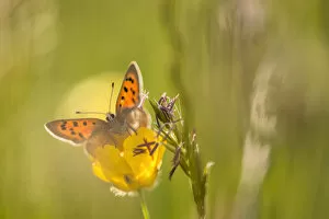 Images Dated 18th May 2014: Small Copper (Lycaena phlaeas) on buttercup in meadow, Cornwall, England, UK, May