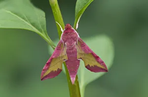 Small elephant hawk-moth (Deilephila porcellus) on stem Small elephant hawk-moth (Deilephila porcellus) on stem