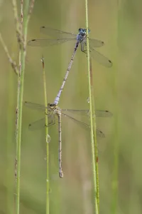 Small emerald spreadwing (Lestes virens) pair mating. Klein Schietveld, Brasschaat Small emerald spreadwing (Lestes virens) pair mating. Klein Schietveld, Brasschaat