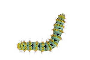 Small emperor moth (Saturnia pavonia) caterpillar, Digne les Bains, France, May 2009 Small emperor moth (Saturnia pavonia) caterpillar, Digne les Bains, France, May 2009