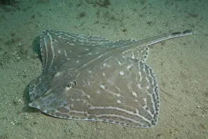 Small-eyed Ray (Raja microocellata) on sea floor, Bouley Bay, Jersey, British Channel Islands Small-eyed Ray (Raja microocellata) on sea floor, Bouley Bay, Jersey, British Channel Islands