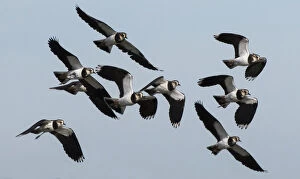 Small flock of Lapwings (Vanellus vanellus) flying in to rest after migration. Cresswell Pond