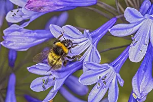 Small garden bumblebee (Bombus hortorum) landing on an Agapanthus flower in garden Small garden bumblebee (Bombus hortorum) landing on an Agapanthus flower in garden