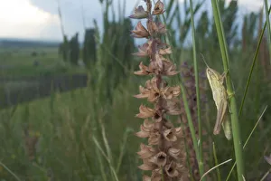 Small gold grasshopper (Euthystira brachyptera) on grass, Thousand Hills region, North West Moldova Small gold grasshopper (Euthystira brachyptera) on grass, Thousand Hills region, North West Moldova