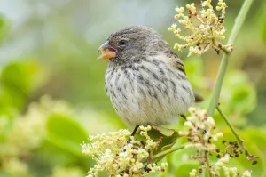 Bunting And American Sparrows Gallery: 