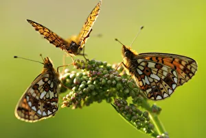 Three Small pearl-bordered fritillary butterflies{Boloria selene} gathered on a flower Three Small pearl-bordered fritillary butterflies{Boloria selene} gathered on a flower
