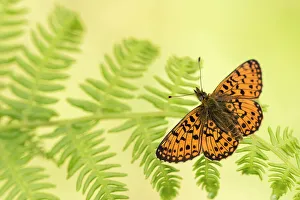 Small pearl-bordered fritillary (Boloria selene), Marsland mouth, Cornwall/Devon, UK Small pearl-bordered fritillary (Boloria selene), Marsland mouth, Cornwall/Devon, UK