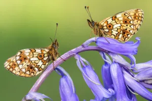Two small pearl-bordered fritillary butterflies (Boloria selene) resting on bluebell Two small pearl-bordered fritillary butterflies (Boloria selene) resting on bluebell