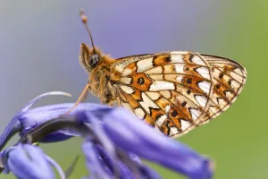 Small Pearl-bordered Fritillary Butterfly (Boloria selene) resting on bluebell. Boscastle Small Pearl-bordered Fritillary Butterfly (Boloria selene) resting on bluebell. Boscastle