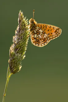 Small pearl bordered fritillary butterfly (Boloria selene) resting on grass Small pearl bordered fritillary butterfly (Boloria selene) resting on grass