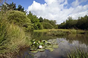 Images Dated 15th August 2014: Small pond with aquatic and marsh plants, including European White Waterlily (Nymphaea alba)