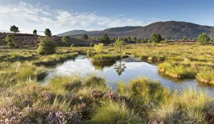 Small pool on bog moorland, Tulloch Moor, Cairngorms National Park, Scotland, UK, August Small pool on bog moorland, Tulloch Moor, Cairngorms National Park, Scotland, UK, August