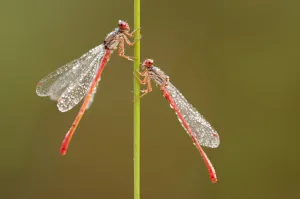 Small red damselflies {Ceriagrion tenellum} covered in morning dew, Arne (RSPB) Nature Reserve Small red damselflies {Ceriagrion tenellum} covered in morning dew, Arne (RSPB) Nature Reserve