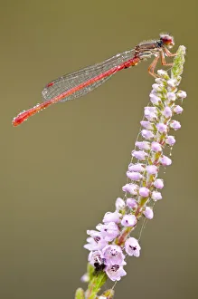 Small red damselfly (Ceriagrion tenellum) covered in dew, Arne RSPB reserve, Dorset Small red damselfly (Ceriagrion tenellum) covered in dew, Arne RSPB reserve, Dorset