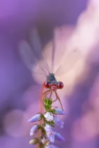Small red damselfly (Ceriagrion tenellum) resting on Heather flower. The Netherlands Small red damselfly (Ceriagrion tenellum) resting on Heather flower. The Netherlands