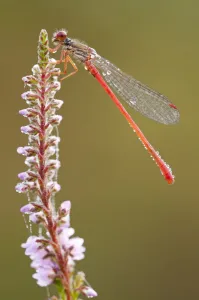 Small red damselfly {Ceriagrion tenellum} resting on willow herb flower spike, covered Small red damselfly {Ceriagrion tenellum} resting on willow herb flower spike, covered