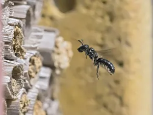 Small scissor bee (Chelostoma campanularum) In flight approaching garden bee hotel Small scissor bee (Chelostoma campanularum) In flight approaching garden bee hotel
