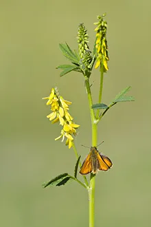 Small skipper butterfly (Thymelicus sylvestris) resting on Ribbed meliot Small skipper butterfly (Thymelicus sylvestris) resting on Ribbed meliot