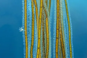 Small Stalked jellyfish (Calvadosia sp.) attached to Bootlace weed / Mermaid' Small Stalked jellyfish (Calvadosia sp.) attached to Bootlace weed / Mermaid'