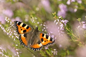 Small tortoiseshell butterfly (Aglais urticae) resting on heather, Westhay Small tortoiseshell butterfly (Aglais urticae) resting on heather, Westhay