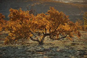 Small tree in autumn, Forollhogna National Park, Norway, September 2008 Small tree in autumn, Forollhogna National Park, Norway, September 2008
