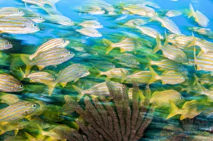 Smallmouth grunt (Haemulon chrysargyreum) fish swim over a coral reef, Cancun, Mexico Smallmouth grunt (Haemulon chrysargyreum) fish swim over a coral reef, Cancun, Mexico