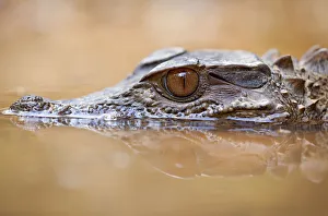 Smooth-fronted caiman / Crowned dwarf caiman (Paleosuchus trigonatus) head above water Smooth-fronted caiman / Crowned dwarf caiman (Paleosuchus trigonatus) head above water