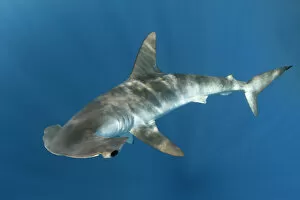 Elevated View Gallery: Smooth hammerhead shark (Sphyrna zygaena). Cabo San Lucas, Baja California Sur, Mexico